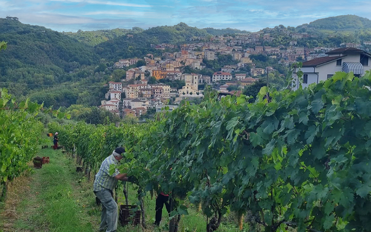I vini della Campania