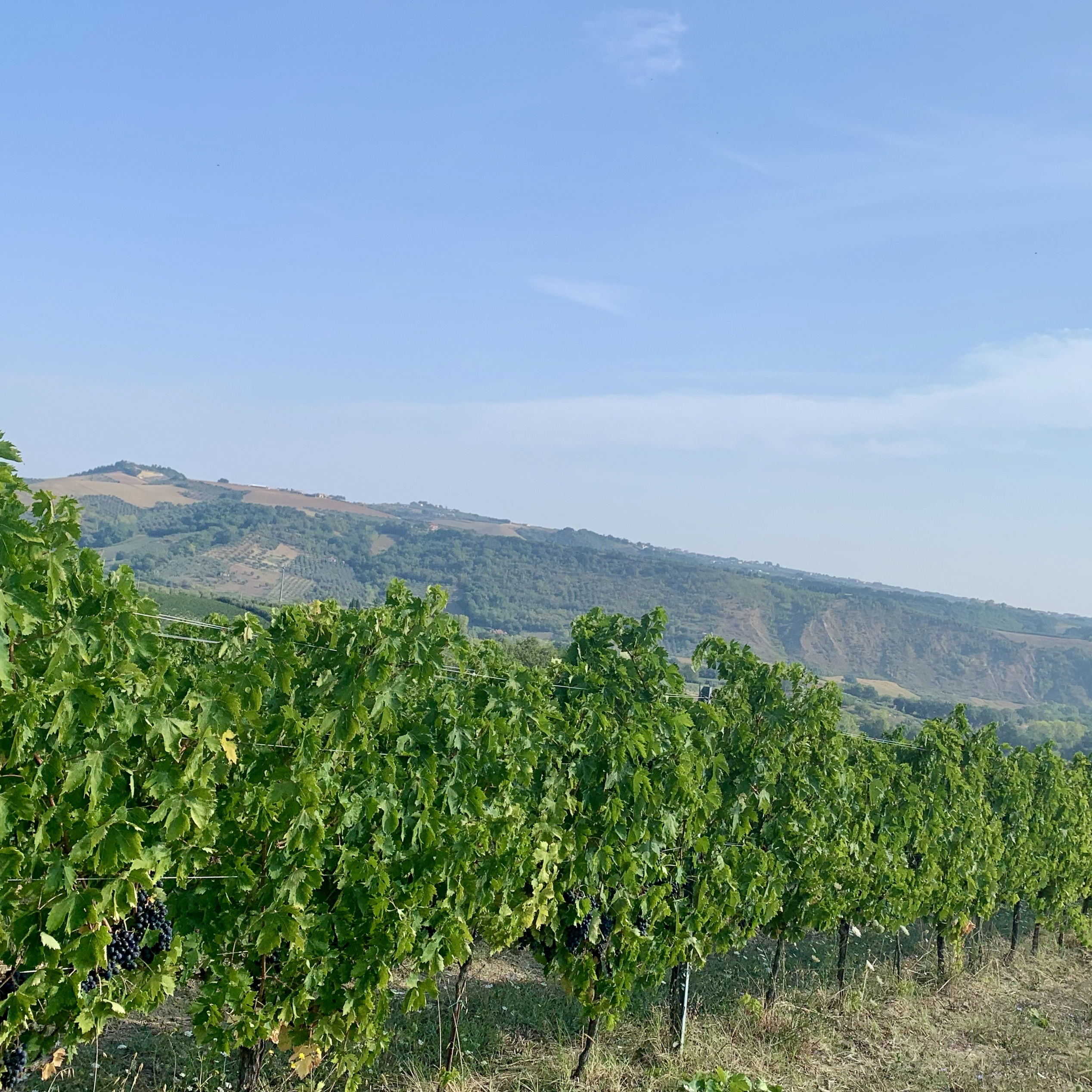 Marchesi Migliorati